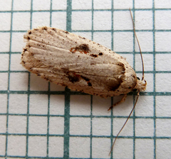 Agonopterix ocellana