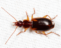 Cymindis limbata