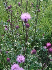 Cirsium arvense