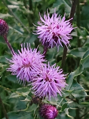 Cirsium arvense
