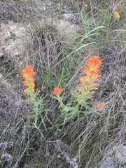 Castilleja lindheimeri