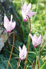 Cyclamen persicum