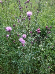 Cirsium arvense
