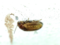 Contacyphon laevipennis