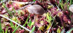 Entoloma fuscomarginatum