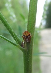Araneus sturmi
