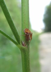 Araneus sturmi