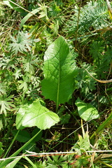 Klasea lycopifolia