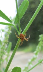 Araneus sturmi
