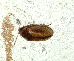 Contacyphon laevipennis