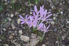 Colchicum