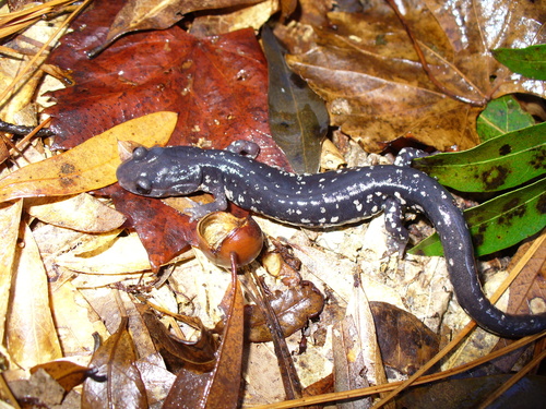 Ocmulgee Slimy Salamander