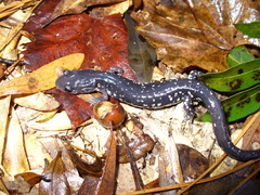 Plethodon ocmulgee