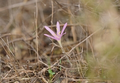 Colchicum stevenii
