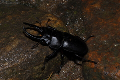 Prosopocoilus serricornis