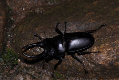Prosopocoilus serricornis