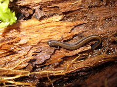 Eurycea quadridigitata