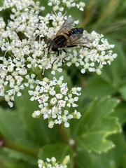 Helophilus lapponicus