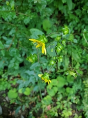 Silphium wasiotense