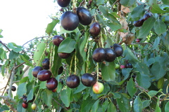 Prunus ilicifolia lyonii