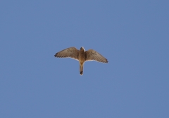 Falco tinnunculus