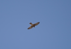 Falco tinnunculus