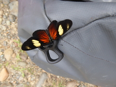 Castilia perilla
