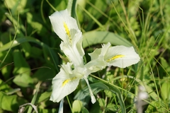 Iris palaestina
