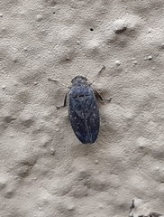 Negosiana dualis