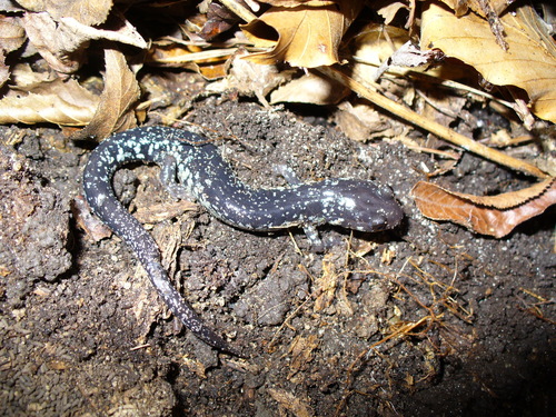 South Carolina Slimy Salamander