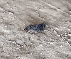 Negosiana dualis