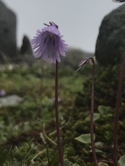 Soldanella