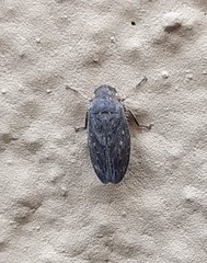 Negosiana dualis