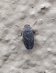 Negosiana dualis