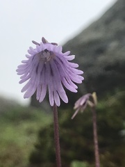 Soldanella