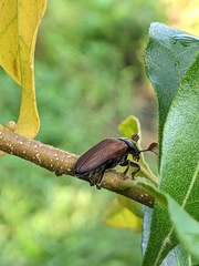 Sandalus petrophya