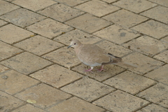 Streptopelia decaocto