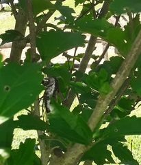 Neotibicen lyricen