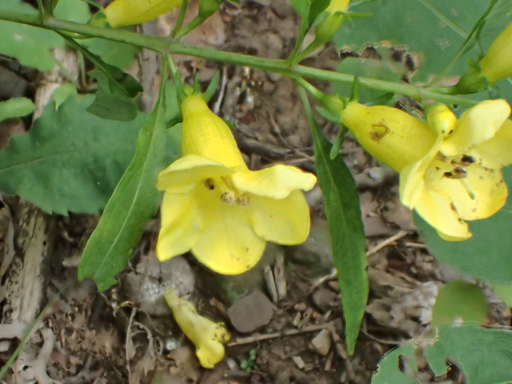 smooth yellow false foxglove from Bloomfield, CT, USA on August 08 ...