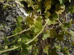 Veronica hederifolia