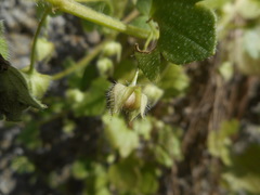 Veronica hederifolia