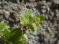 Veronica hederifolia