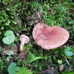 Lactarius spinosulus