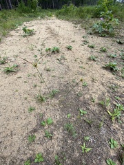 Cyperus schweinitzii