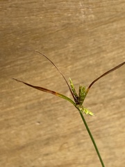 Cyperus schweinitzii