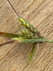 Cyperus schweinitzii