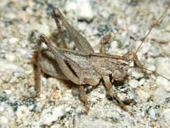 Ateloplus