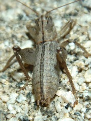 Ateloplus