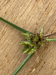 Cyperus schweinitzii