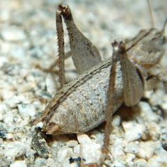 Ateloplus